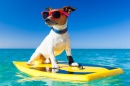Surfer-Hund