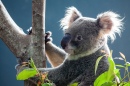 Niedlicher Koalabär