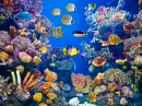 Buntes Aquarium