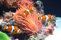 Anemonenfische