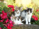 Drei Kleine Kätzchen