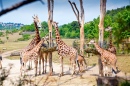 Fütterungszeit Für Giraffen
