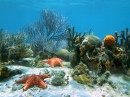 Meeresboden mit Korallen und Seestern