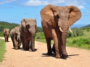 Afrikanische Elefantenherde beim Spaziergang
