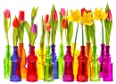 Tulpen und Narziss Blumen