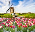 Tulpen in Holland