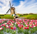 Tulpen in Holland