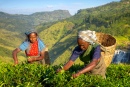 Teepflücker an der Plantage, Sri Lanka