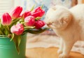 Pinke Tulpen und Weiße Katze