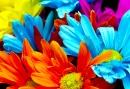 Farbige Blumen