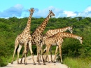 Giraffen Überbelegung