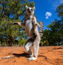 Katta-Lemur, Madagaskar