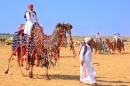 Kamelreiten in Jaisalmer, Indien