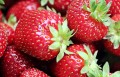 Frische Erdbeeren