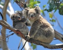 Wilde Koalas in Victoria, Australien