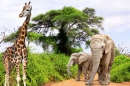 Giraffe und Elefanten in Südafrika