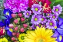 Frühlingsblumen für die Freundin