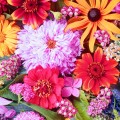 Farbige Sommerblumen