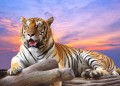 Tiger am Sonnenuntergang
