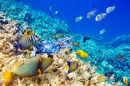 Schöne Unterwasserwelt