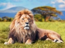 Großer Löwe auf dem Savannengras