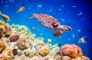 Seeschildkröte auf den Malediven
