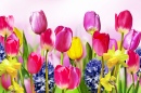Tulpen, Narzissen und Hyazinthen