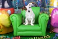 Jack-Russell-Terrier