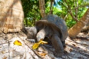 Riesenschildkröte in den Seychellen