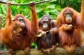 Orang-Utans
