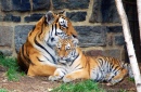 5 Monate altes Tigerbaby mit Mama