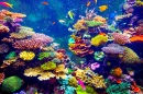 Korallenriff und Tropische Fische