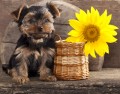 Yorkshire Terrier Welpe