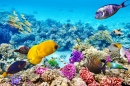Koralle und tropische Fische