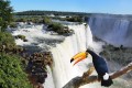 Iguazú-Wasserfälle und ein Riesentukan