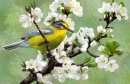 Gelber Vogel und Kirschblüten