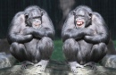 Schimpansen haben Spaß