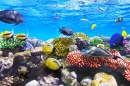 Korallen und Fische, Rotes Meer, Ägypten