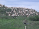 sheep on the hills from San Marghita, Romania