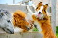 Pony und Border-Collie