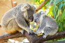 Koalas in den Bäumen