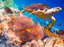 Echte Karettschildkröte über einem Korallenriff