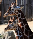 Oakland-Zoo