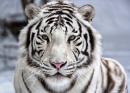 Angesicht zu Angesicht mit Weißem Tiger