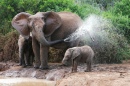 Afrikanische Elefanten Mutter und Baby