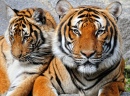 Tiger Porträt