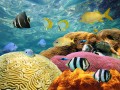 Bunte Korallen und tropische Fische