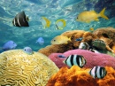 Bunte Korallen und tropische Fische