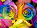 Regenbogen Rose