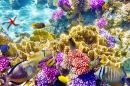 Wundervolle Unterwasserwelt